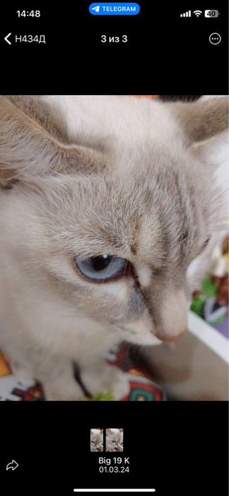 кошечка по имени Малиса