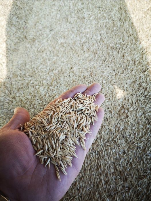 Продавам ОВЕС, просо