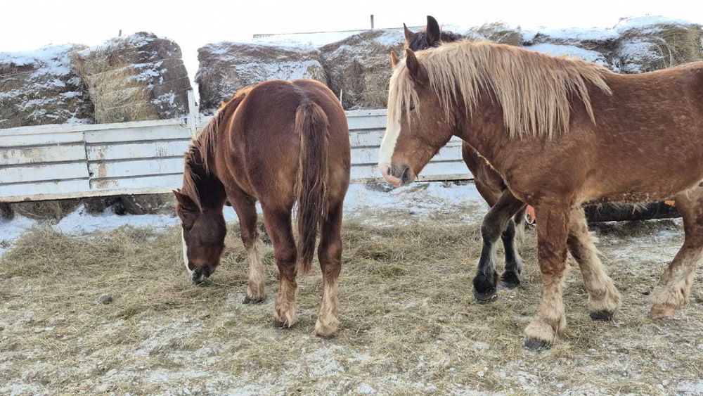 Продам тяжеловозов