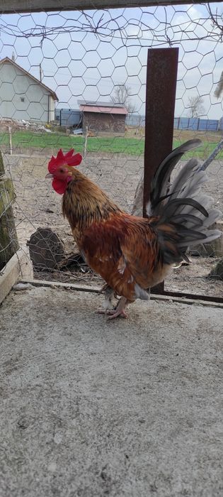 Cocoș pitic american