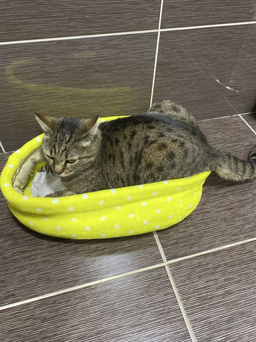 Отдам кота даром