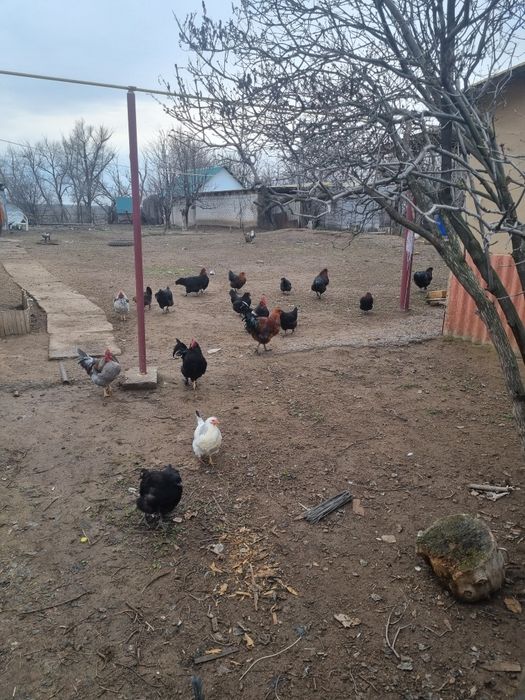 Продам курей, петухов