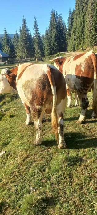 Vând boi de 3 ani .