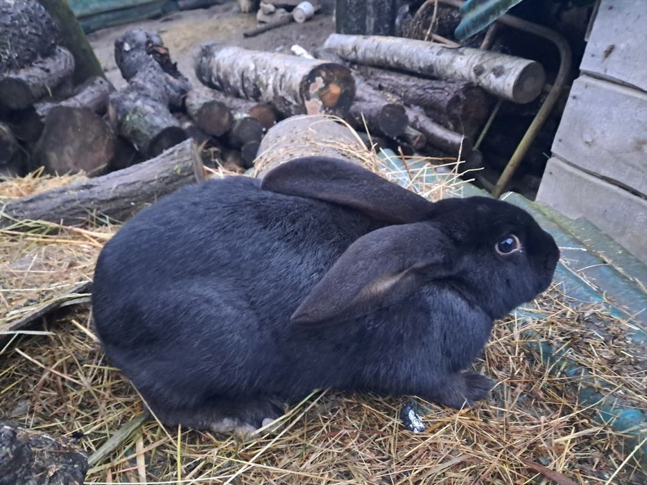 Schimb mascul negru metiș de ug și fluture