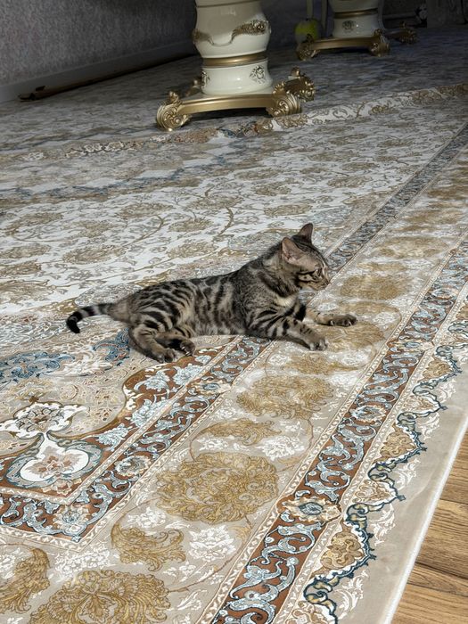 Котенок 5 мес малтчик