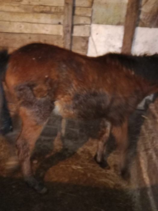 Продам жабагы 2 по 290000