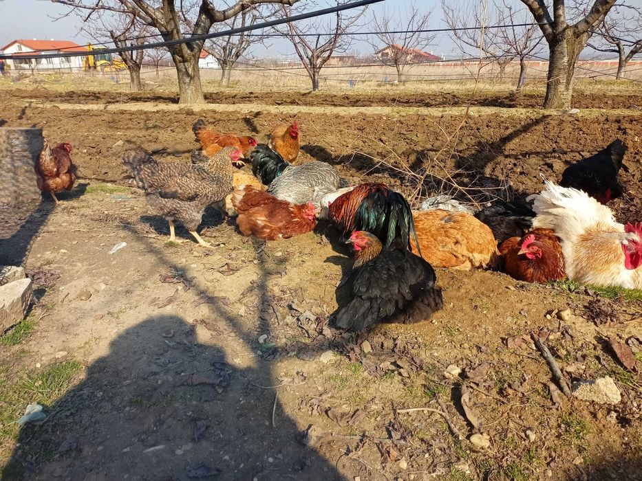 Петли млади на 1 година