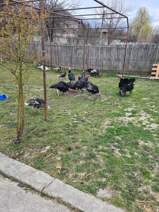 Vand curci si curcani de tara