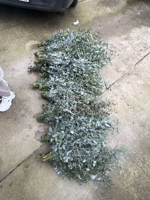 Евкалипт - рязан цвят