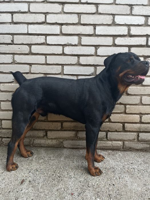 Ищем девочку ротвейлера для вязки