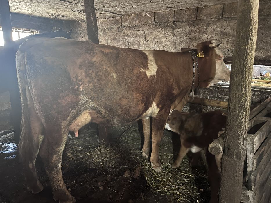 Vaca baltata cu vitel fatata  recent