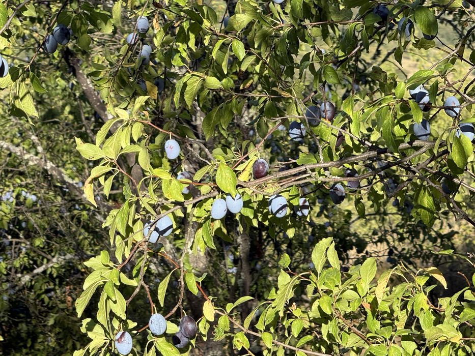 Prune  pt dulceata sau tuica