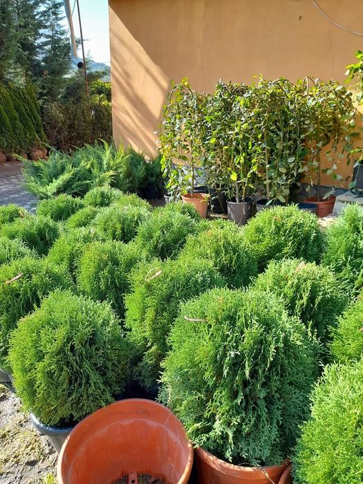 Plante speciale tuia forme