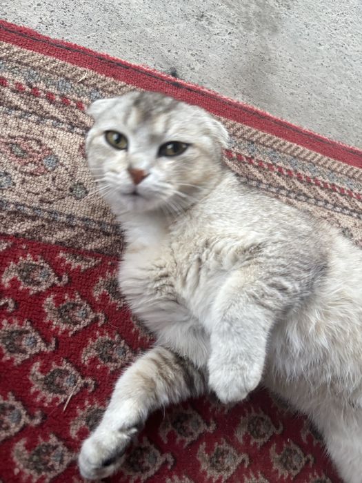 Шотландская вислоухая кошка