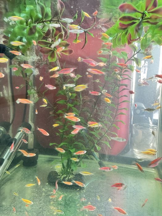 Продам аквариумных рыб