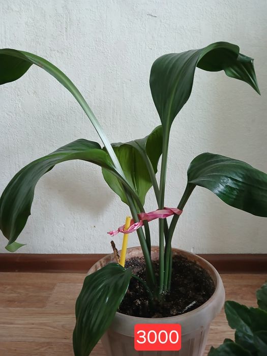 Продам срочно домашние цветы