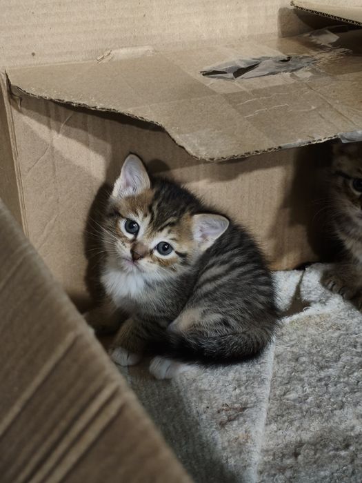 Котята ищят новый дом