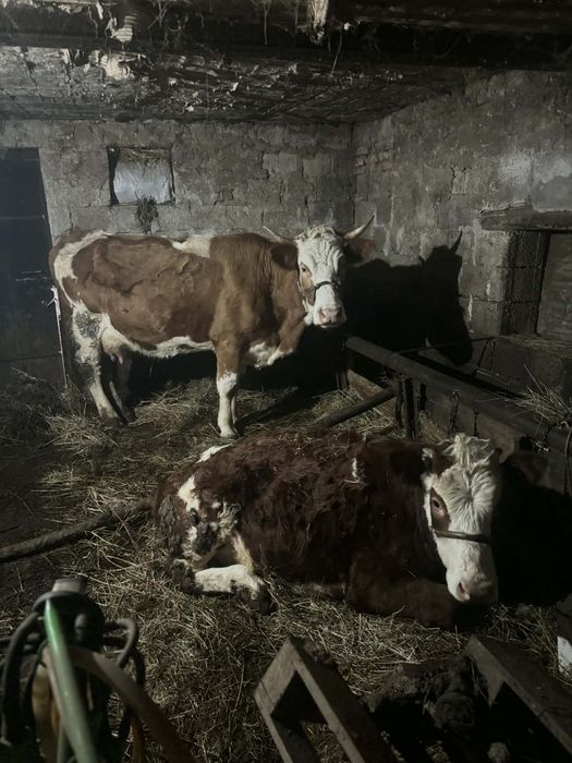 Vând vaca și junică