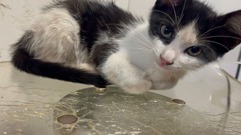 Котета родени на 25.04.2024