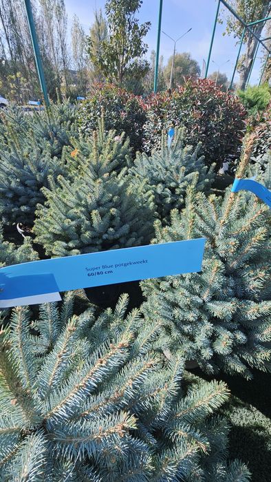 Арча галубой йел