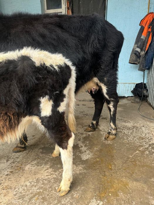 Қара Шимай Қашар үшінші тума