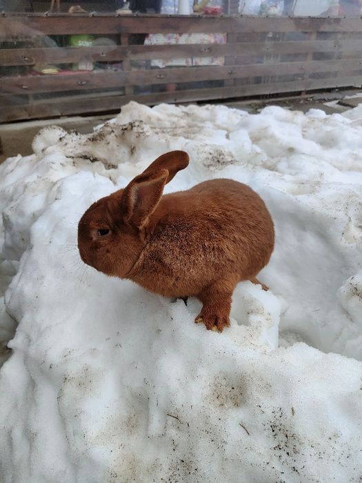 Vând cotoc Neolandez Roșu