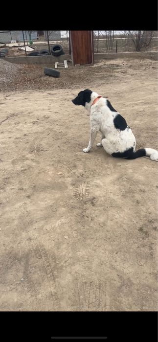 Ұрғашы Алабай ит