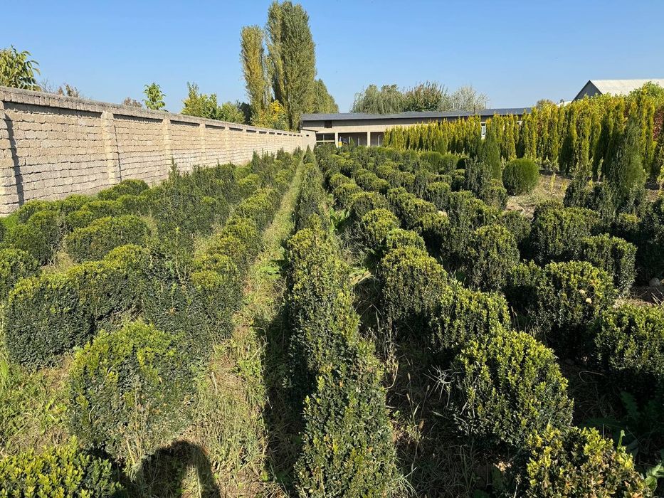Manzaralik Archalar va daraxtlar bor