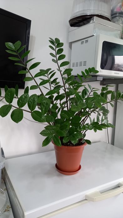 Продам замиокулькас большой.