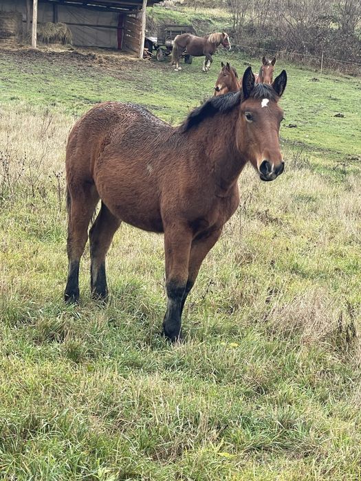 Vand manza de 7 luni