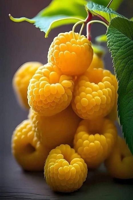 Arbuști Fructiferi (Zmeur Galben )