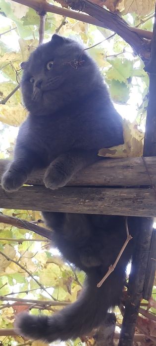 Skottish fold toza sotilmaydi zot olishga tavsifni oʻqib  Tel  qiling.