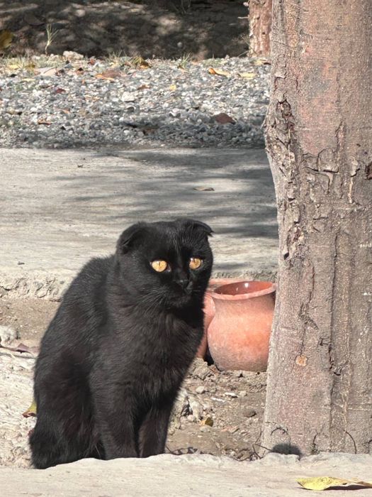 Скоттиш фолд 10 ойлик мода вязка учун пул берилмайди урнига боласи