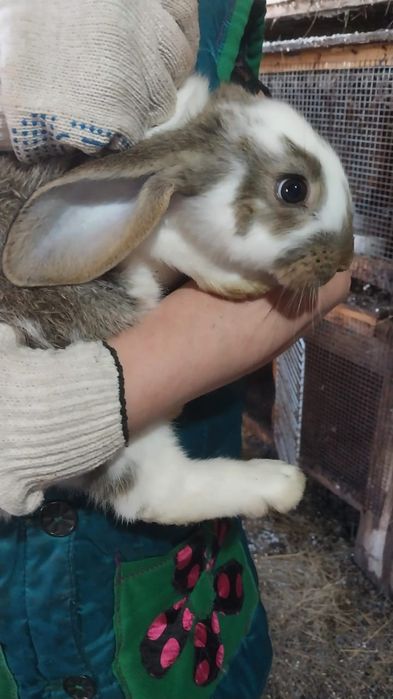 Продам кроликов разные