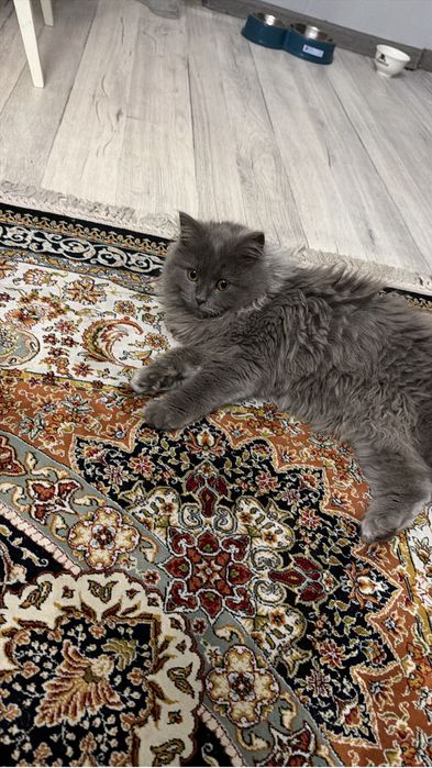 Отдам кошку в хорошие руки