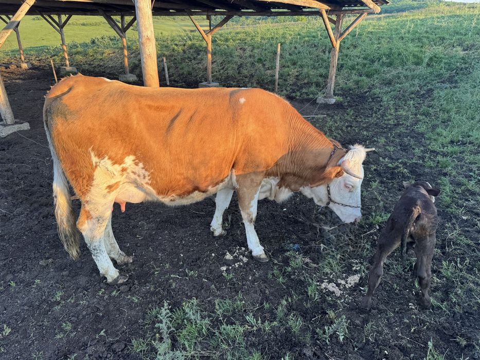 Vand Vaca cu Vitel