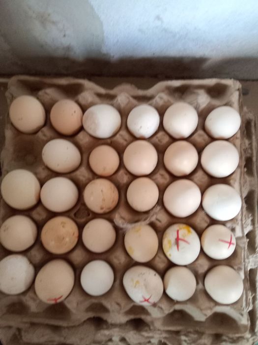 Inkubator jo'ja chiqarish