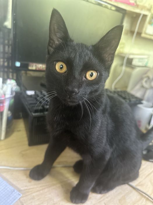 Шикарный Черный кот