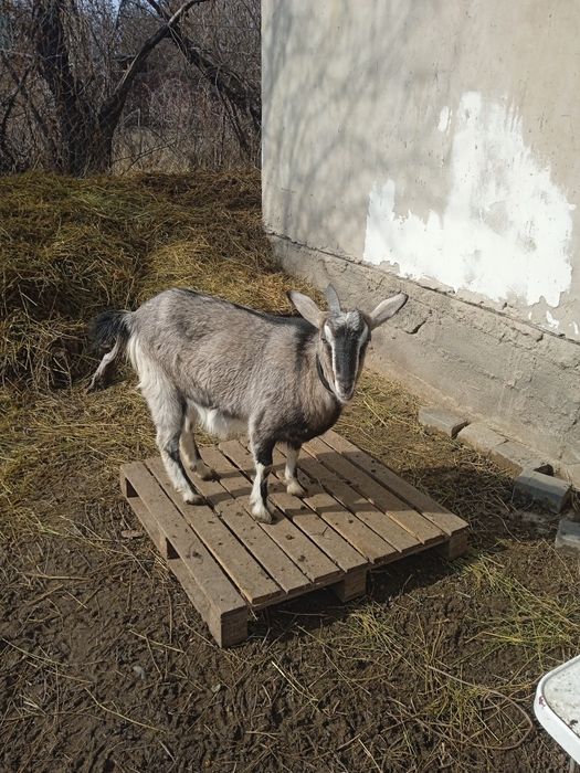 Продаётся козочка