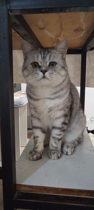 Породистый кот …….
