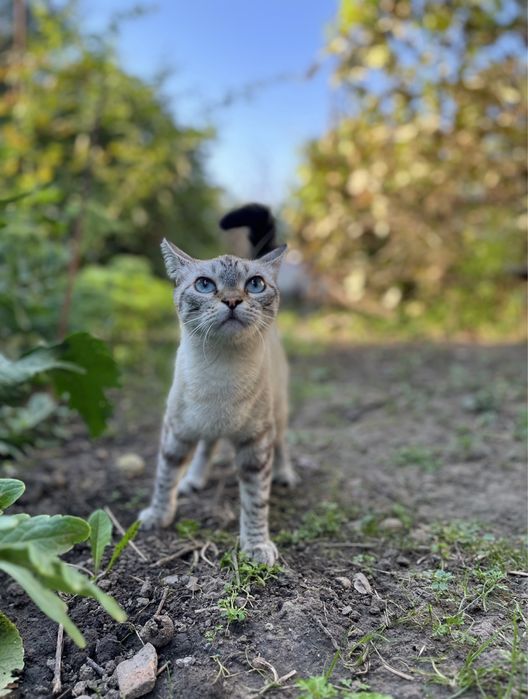 Потерялась кошка