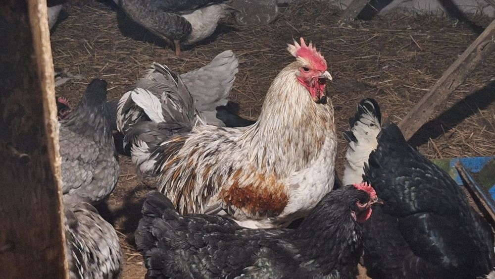 Продам два петуха