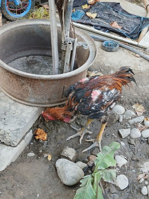Дакан хуроз сотилади