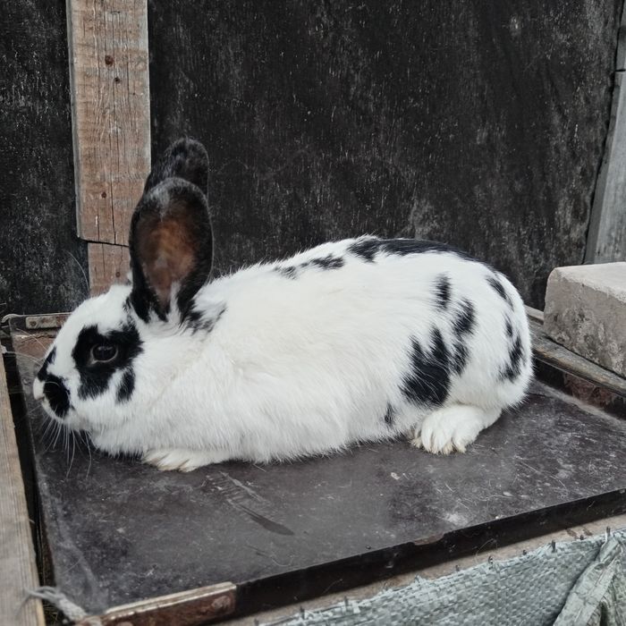 Продам случиных кролих