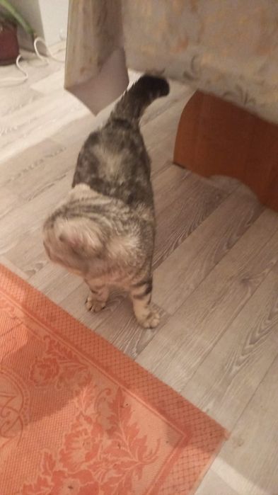 Шатландская кошка