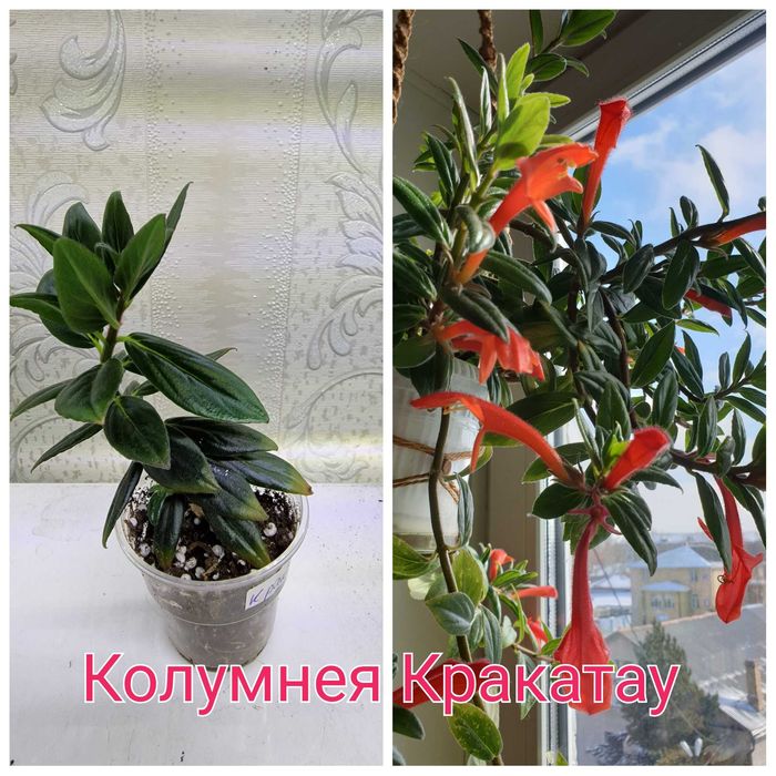 Колумнея или золотая рыбка