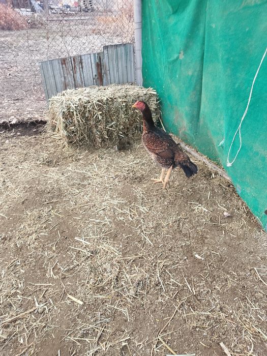 Продам даканку .