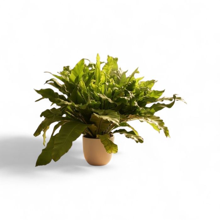 Асплениум примерно 2 метра диаметр