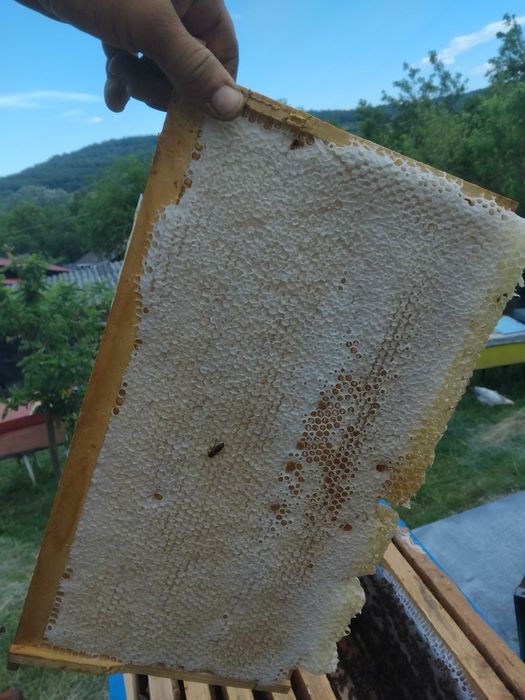 Albine de vanzare