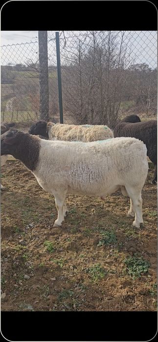 Vand /Schimb berbec Dorper in varsta de 4 ani import Ungaria